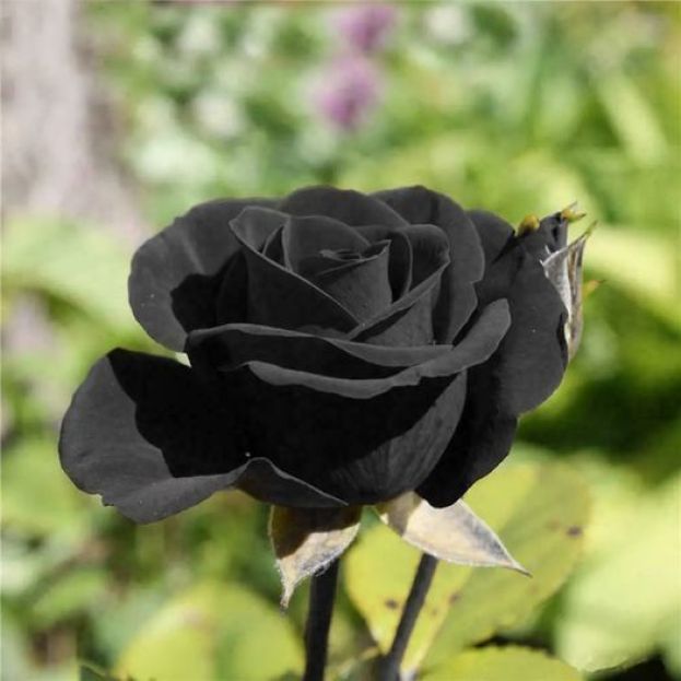 Rosa Nera