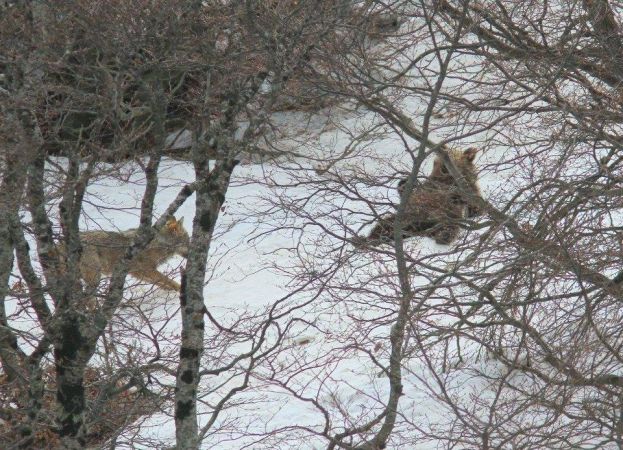 ABRUZZO, UN ORSO E UN LUPO GIOCANO INSIEME INDISTURBATI SULLA NEVE