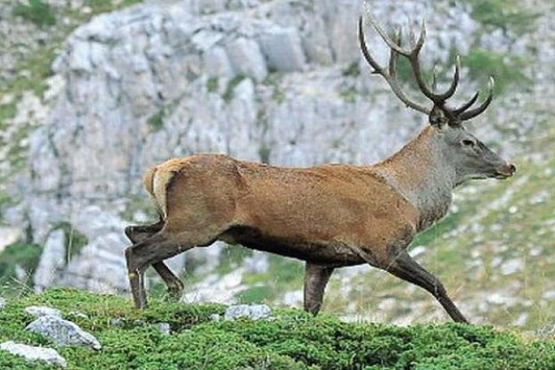 Cervo