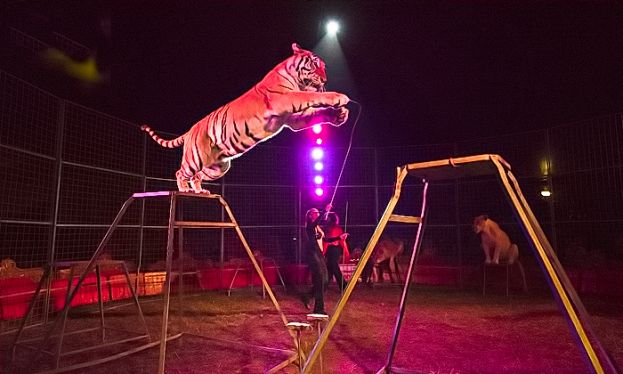 Circo David Orfei