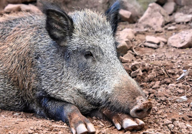 Cinghiale