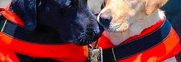ROMA, CANI EROI SALVANO UNA BIMBA DI 7 ANNI E UN 57ENNE IN BALIA DELLA CORRENTE