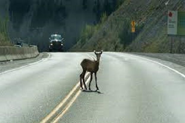 Animale Selvatico sulla Strada