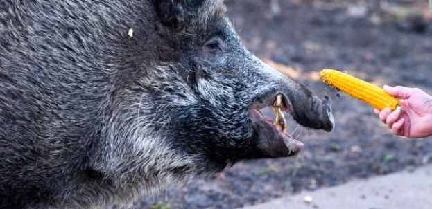 Cinghiale che mangia