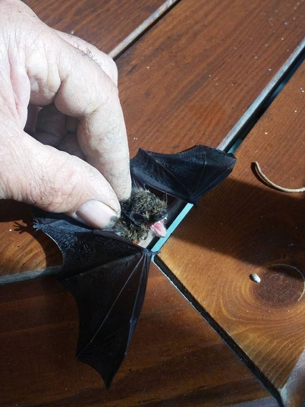 DONNA DI CARSOLI TROVA UN PIPISTRELLO IN BAGNO E FUGGE DI CASA PER LA PAURA