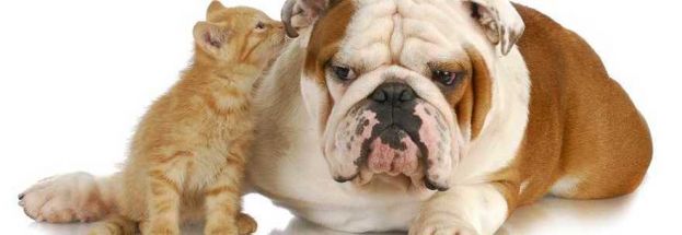 CANI E GATTI VIVONO DOPPIO RISPETTO A 40 ANNI FA:"NEL LORO DNA IL SEGRETO DELLA LONGEVITA'"