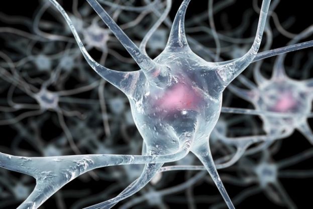 Neurone