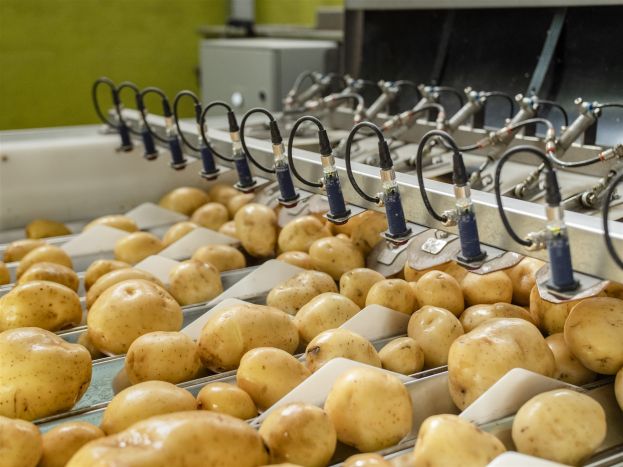 Patate