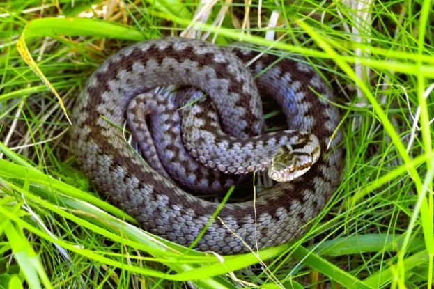 Vipera