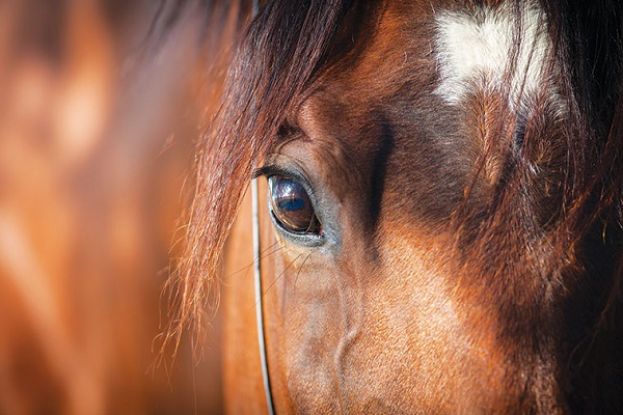 Cavallo