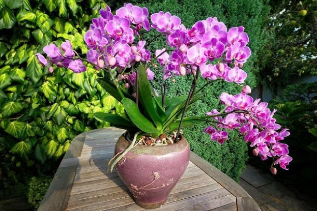 Orchidea