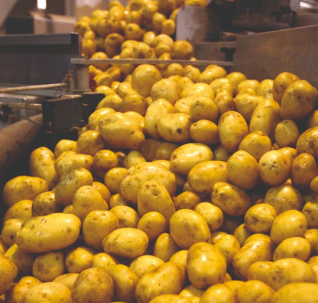Patate
