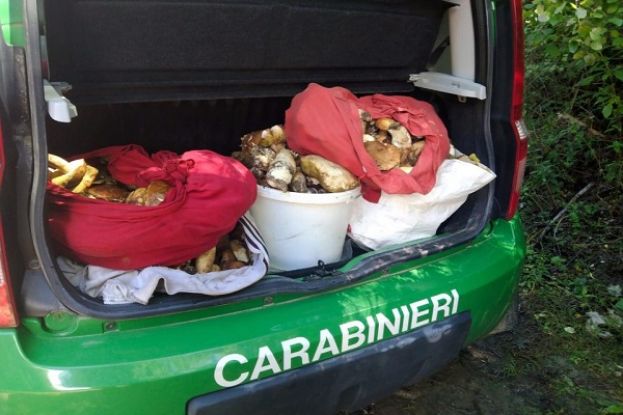 Funghi