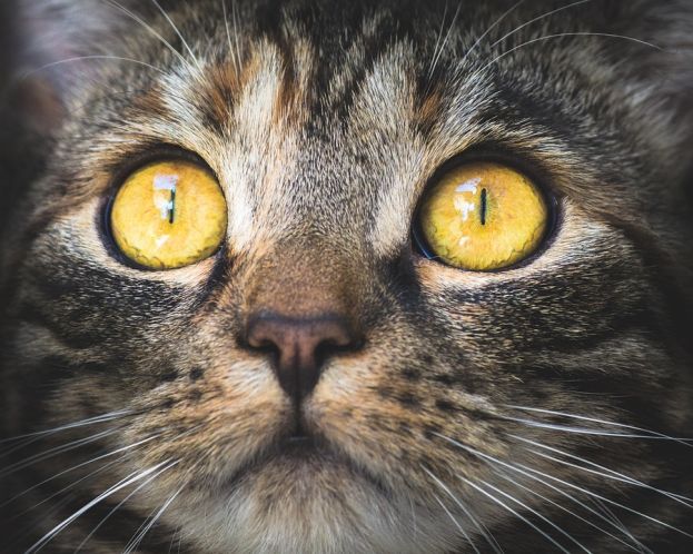 Gatto