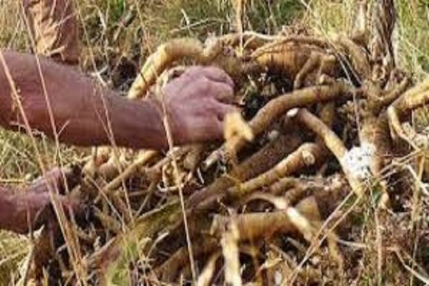 Genziana, Radici