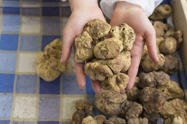 Tartufo bianco