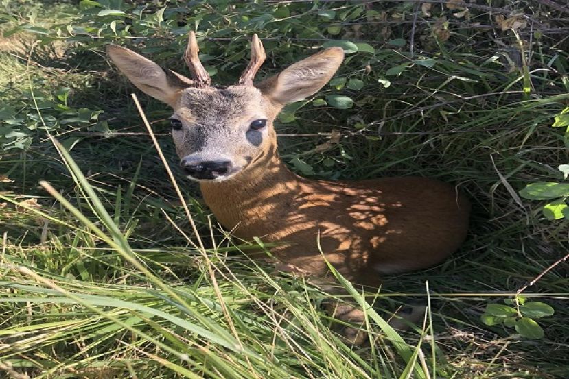 Capriolo