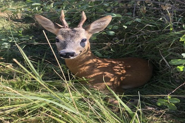 Capriolo