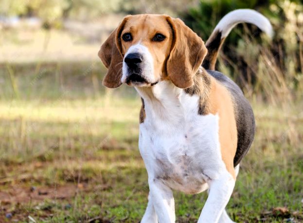 Cane di razza Beagle