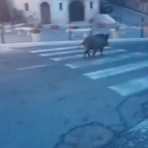 Cinghiale
