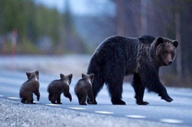 Orsa con cuccioli