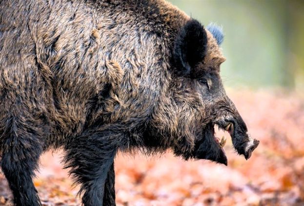Cinghiale