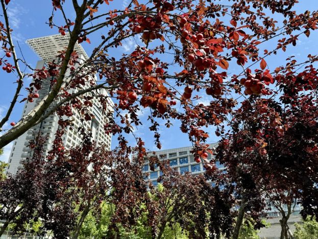 The Moving Forest_AND 2025_4 foto di Anna Di Paola