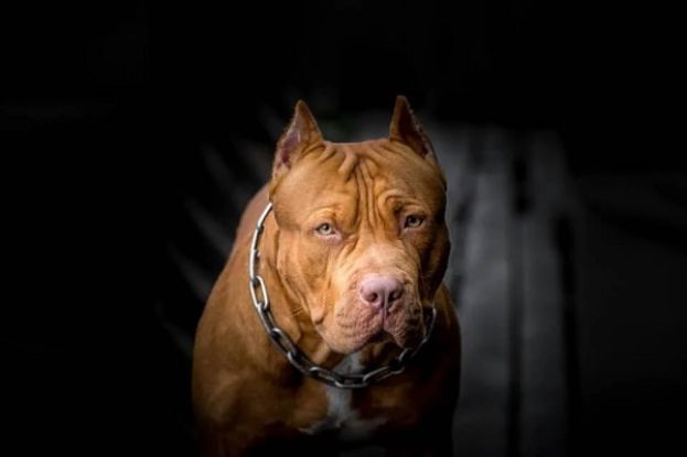 Pitbull