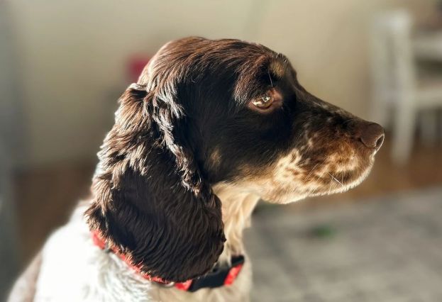 Cocker