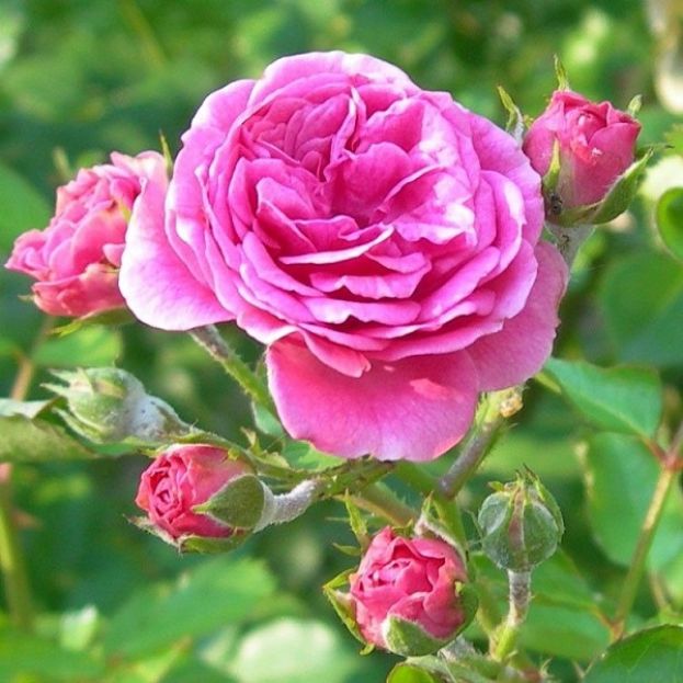 ROSA DI DAMASCO