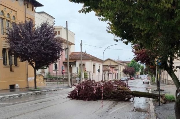 Albero caduto