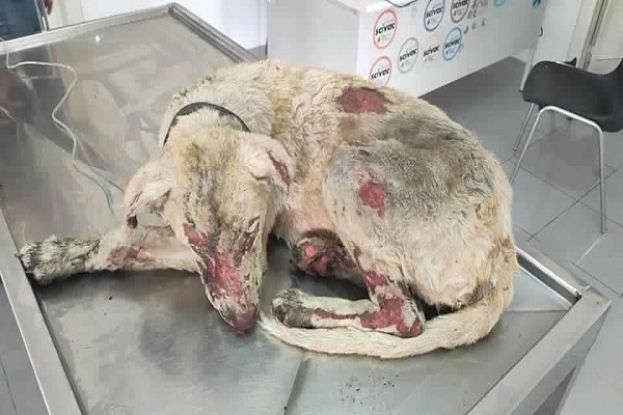 Il cane Angelo