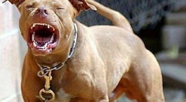 Pitbull