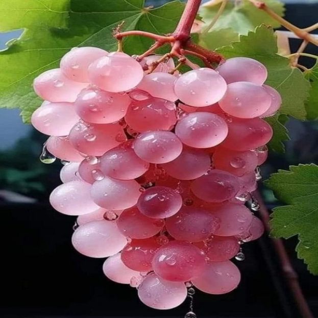 L'UVA KOSHU