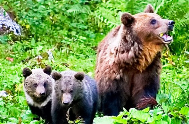 Parco Nazionale D'Abruzzo, Imprudente
