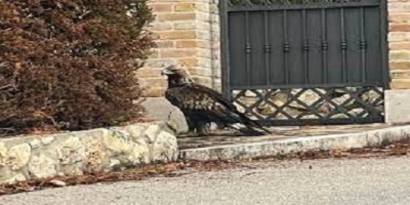 Aquila