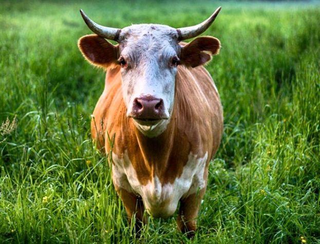 Mucca