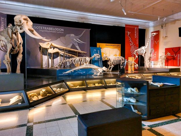 Museo Civico di Zoologia Sala Scheletri small