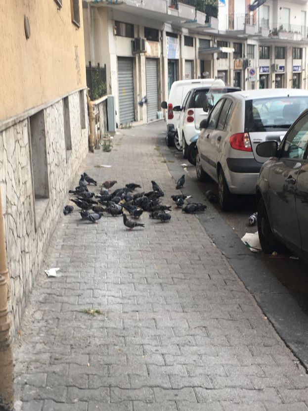 Piccioni in Via S. Giovanni Bosco