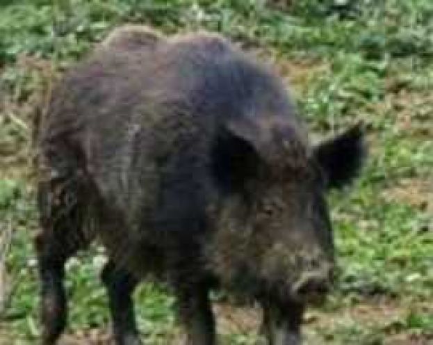 APERTURA DELLA CACCIA,CONTO ALLA ROVESCIA E C'E' IL CASO CINGHIALI