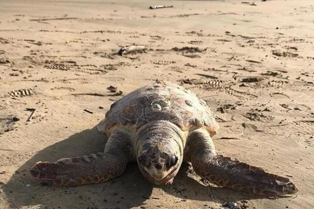 Tartaruga Marina