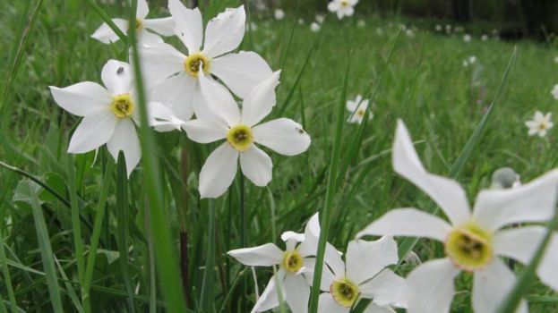 Festa del Narciso