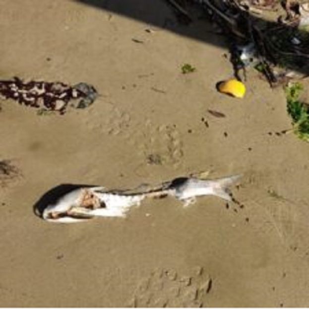 Pesce Morto