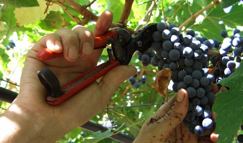 E' PARTITA LA VENDEMMIA,IN ABRUZZO SI PREANNUNCIA UN'ANNATA POSITIVA
