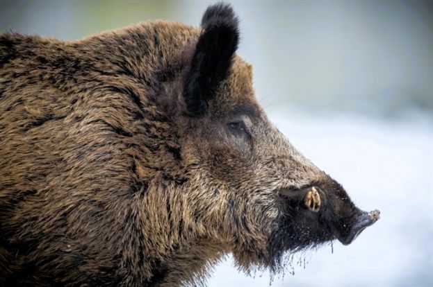 Cinghiale