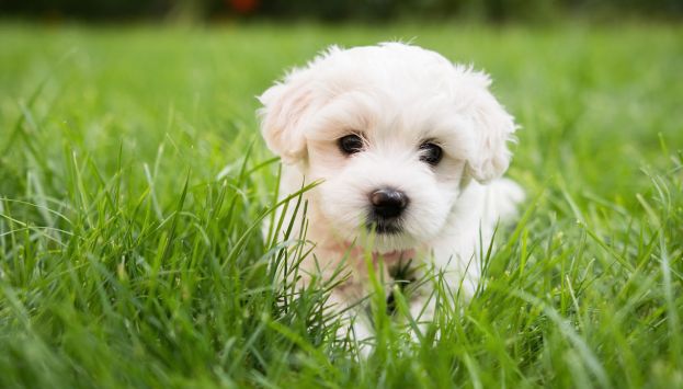 Cucciolo di Cane Maltese