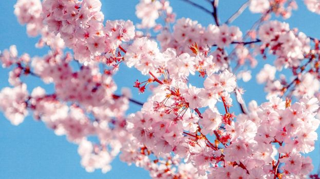 Primavera