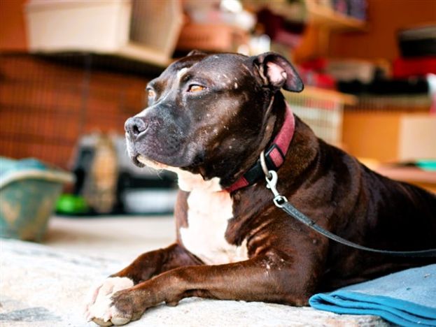 PITBULL