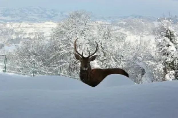 Capriolo