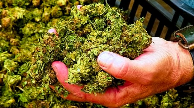 Marijuana